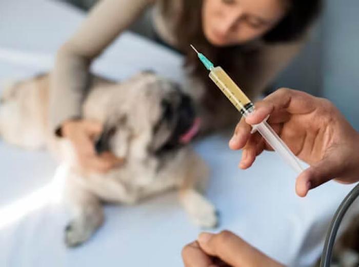Protect Your Pet: Celebrate National Immunization Awareness Month