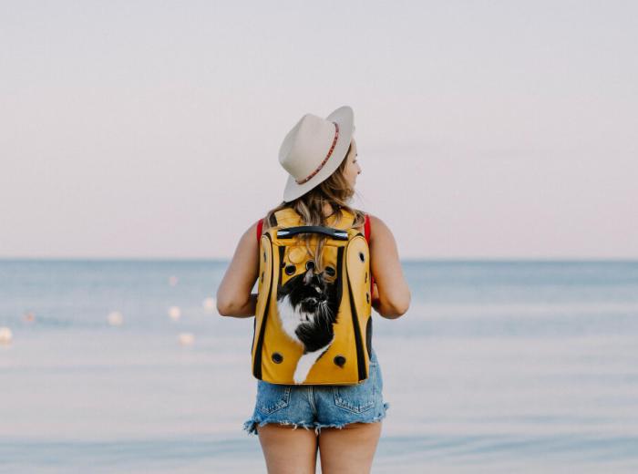 Travel Tips for Pet Owners: Summer Vacation Edition