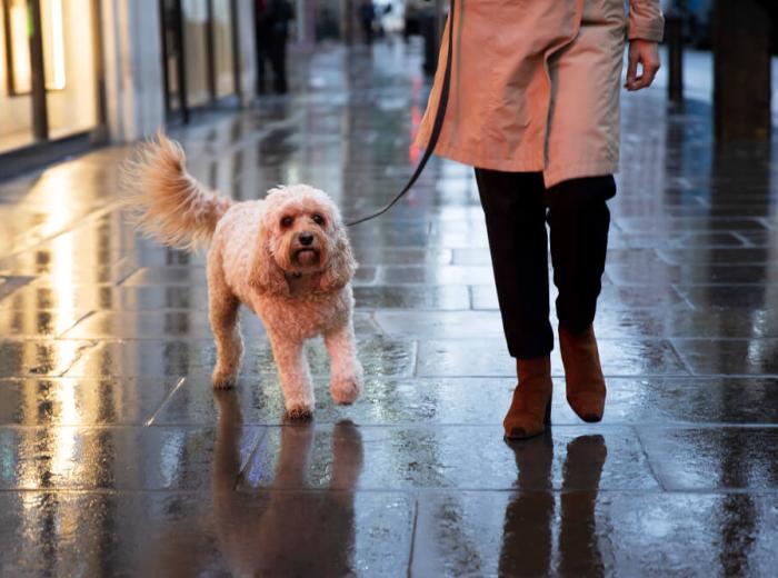 Thunderstorms and Fireworks: How to Calm an Anxious Pet