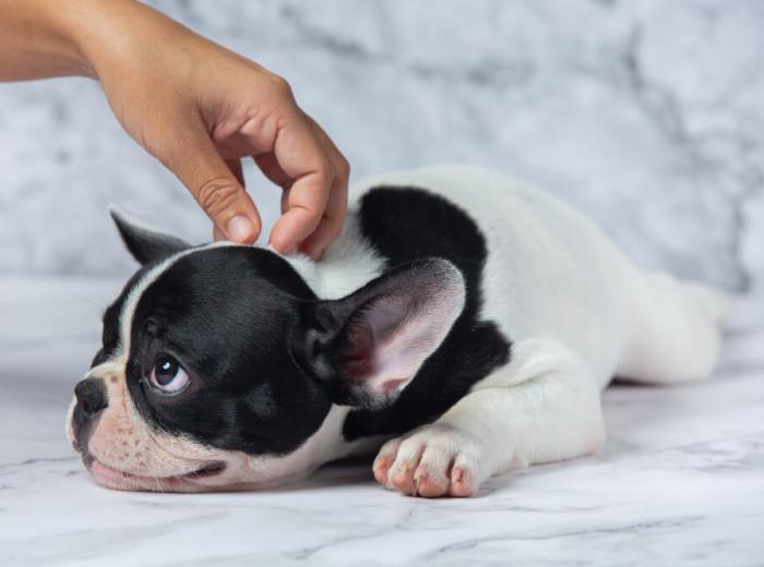 Flea and Tick Prevention: Mid-Summer Musts for Pet Owners